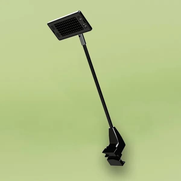 Dragon 2 Lamp